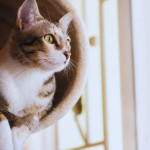 The Complete Guide to Condo Buying for Pet Owners
