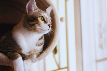 The Complete Guide to Condo Buying for Pet Owners