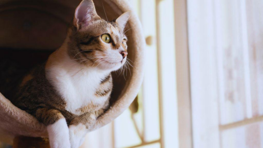 The Complete Guide to Condo Buying for Pet Owners