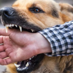 What legal options are available to victims after a serious dog bite injury