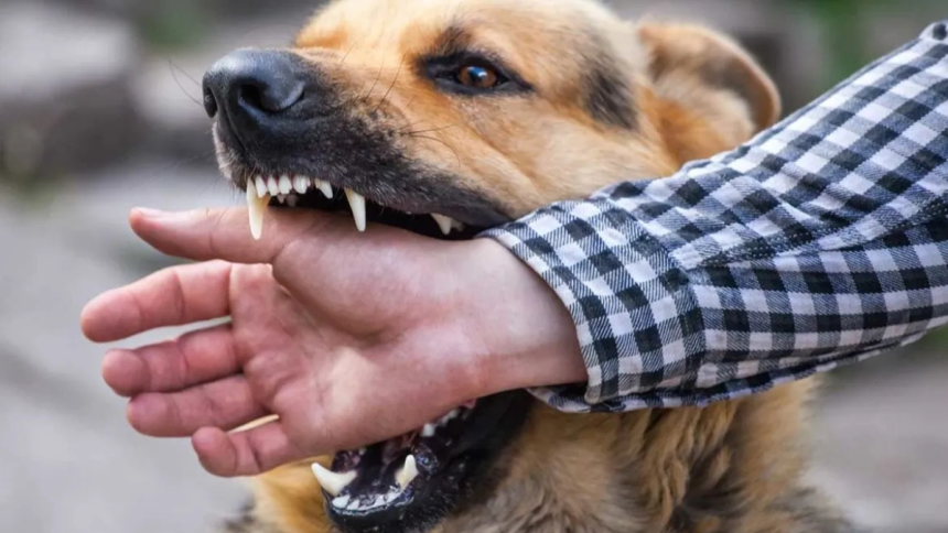 What legal options are available to victims after a serious dog bite injury