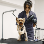 Image 1 of 5 Signs Your Pet Needs a Professional Grooming Session
