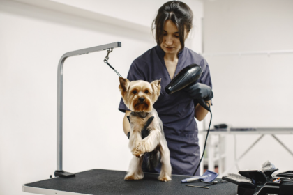 Image 1 of 5 Signs Your Pet Needs a Professional Grooming Session