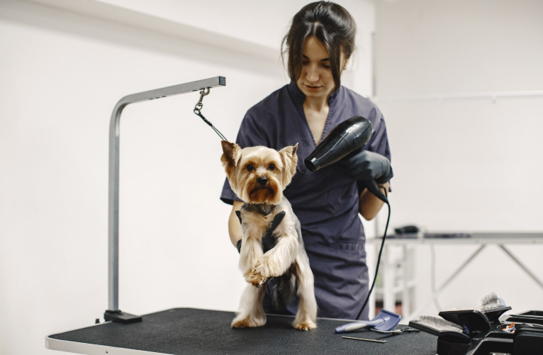 Image 1 of 5 Signs Your Pet Needs a Professional Grooming Session