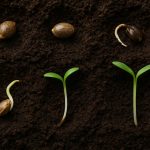 Cannabis seeds with signs of poor germination, illustrating common seed-starting problems