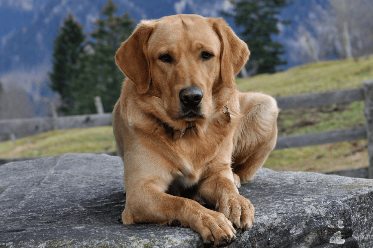 Do Dog Supplements Actually Work? Reviewing the Science Behind Popular Products