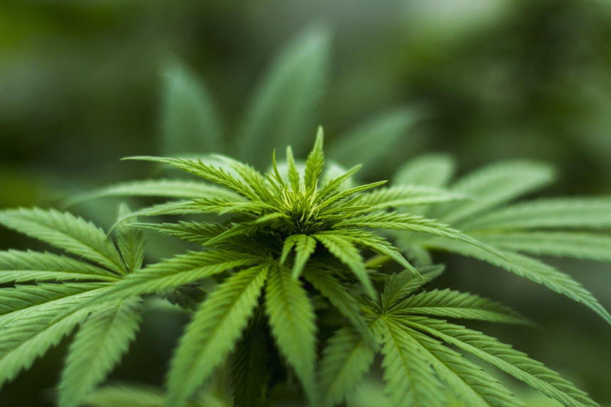 Image 1 of A Guide to Choosing Cannabis Strains for Medical Purposes