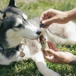 Image 1 of Is CBD Oil Safe and Effective for Improving Your Dog’s Health?