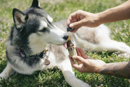 Image 1 of Is CBD Oil Safe and Effective for Improving Your Dog’s Health?