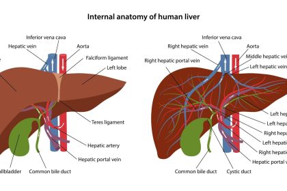 Image 1 of Beyond the Juice Cleanse: The Cellular Secret to Daily Liver Detox