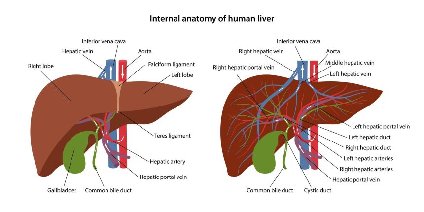 Image 1 of Beyond the Juice Cleanse: The Cellular Secret to Daily Liver Detox