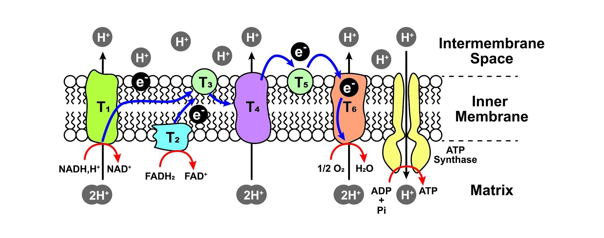 Oxidative Phosphorylation Scheme. Electron Transport Chain. Colorful Symbols. Vector Illustration.