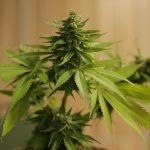 What Louisiana's Medical Marijuana Card Growth Signals for Digital Care
