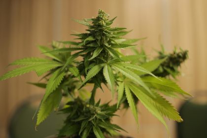 What Louisiana's Medical Marijuana Card Growth Signals for Digital Care
