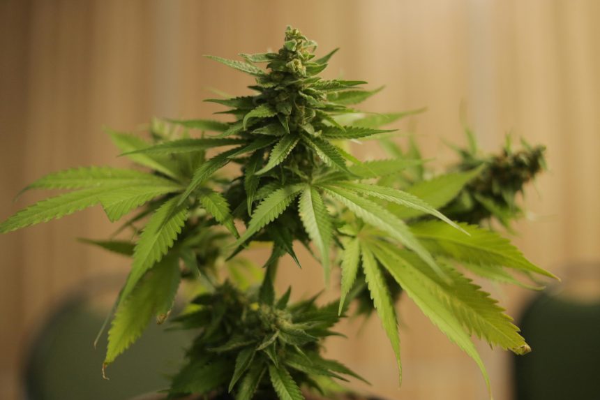 What Louisiana's Medical Marijuana Card Growth Signals for Digital Care