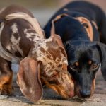 Image 1 of How Responsible Puppy Sourcing Supports Better Dog Welfare