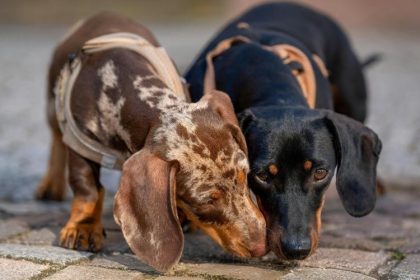 Image 1 of How Responsible Puppy Sourcing Supports Better Dog Welfare